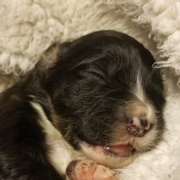 Bernedoodle Puppies from Flat Creek Bernedoodles