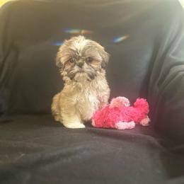 Baxter - Brindle male Shih Tzu puppy in Huntsville, Alabama from Sunnybrook Shih Tzu