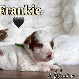 Frankie - Parti male Goldendoodle puppy in Runaway Bay, Texas from Green Ranch Doodles