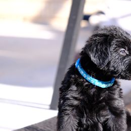 Giant Schnauzer Puppies from Schnauzer Ranch