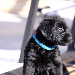 Giant Schnauzer Puppies from Schnauzer Ranch