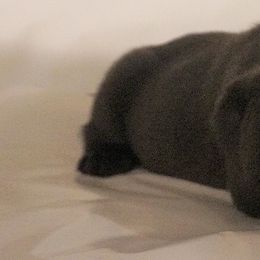 Labrador Retriever Puppies from Barefoot Labradors