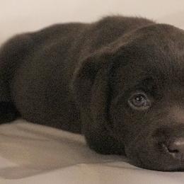 Labrador Retriever Puppies from Barefoot Labradors