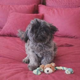Rayna - Brindle female Shih Tzu puppy in Waynesboro, Pennsylvania from Big Win Shih Tzus