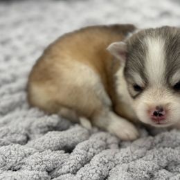 Sprite - Silver female Pomsky puppy in Eastman, Georgia from Once Upon A Pomsky