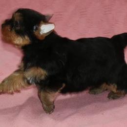 Yorkshire Terrier Puppies from Trinity Yorkshire Terriers