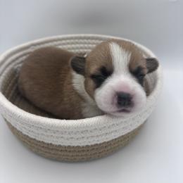 Hazelnut - Red Pembroke Welsh Corgi puppy in Anaheim, California from The Crazy Corgi Bunch