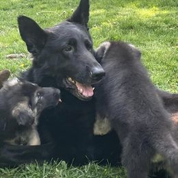 German Shepherds from Patmar German Shepherds