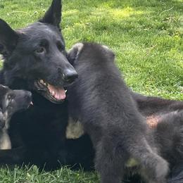 German Shepherds from Patmar German Shepherds