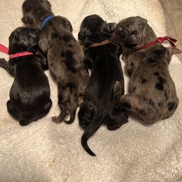 Cockapoo and Dachshund Puppies from Cochran's Cockapoo's