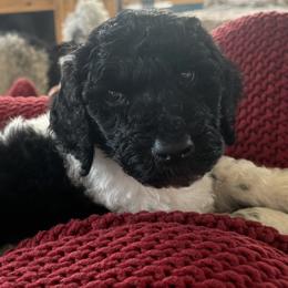 Poodles from Snowy River Standard Poodles