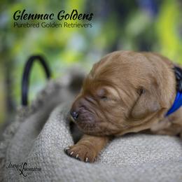 Winnie - Dark golden female Golden Retriever puppy in Chico, California from Glenmac Goldens