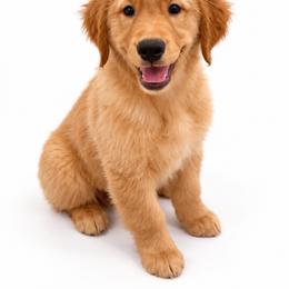 Sugar Plum - Golden female Golden Retriever puppy in Chicago, Illinois from Urbane Retrievers