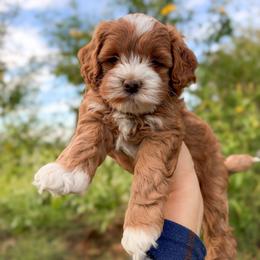 Heath - Red and white male Cockapoo puppy in Pledger, Texas from Sugarbear Cockapoos