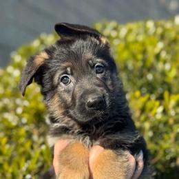 Argo - Black and red male German Shepherd puppy in Warwick, Rhode Island from Karma Kennels