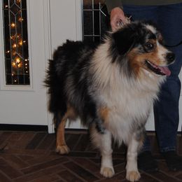 Brody - Australian Shepherd