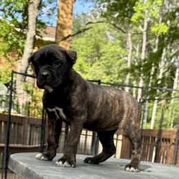 Cane Corso Puppies from Better Than You Cane Corso’s
