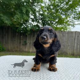 Patsy - Black and tan female Dachshund puppy in Royse City, Texas from Truehearted Miniature Dachshunds