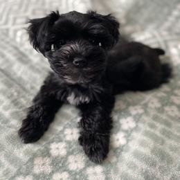 Miniature Schnauzer Puppies from Hardcastle Family Schnauzer’s