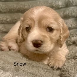 Snow - Buff female Cocker Spaniel puppy in Sumter, South Carolina from Cocker Eclipse In Home Kennel
