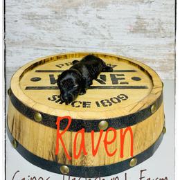 Raven - Brindle female Dachshund puppy in Cincinnati, Ohio from Caines Dachshund Farm