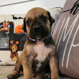 Blue & white - Brown Boerboel puppy in Royse City, Texas from Leontix Boerboels