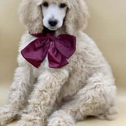 Bernedoodle, Goldendoodle, and Poodle Puppies from Central Valley Canine Companions
