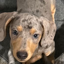 Whitesnake - Blue and tan male Dachshund puppy in Nampa, Idaho from 208 Wiener Wiggle Butts LLC