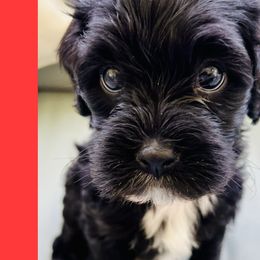 Minnie-Female - Black and white Cavapoo puppy in Greenville, South Carolina from Cavapoos of Cross Hill