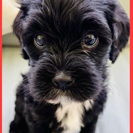 Minnie-Female - Black and white Cavapoo puppy in Greenville, South Carolina from Cavapoos of Cross Hill