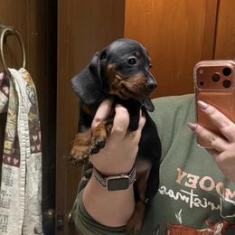 Sulu - Black and tan male Dachshund puppy in Athens, Texas from County Road Puppies