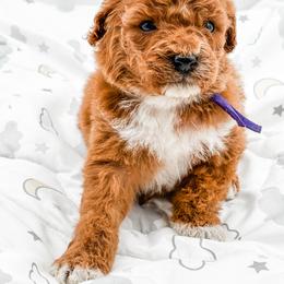 Coconut - Red  female Goldendoodle puppy in Belton, South Carolina from Poodley Doodley Doo