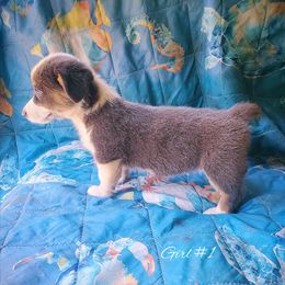 Girl 1 - Gray and white female American Corgi puppy in Natchitoches. La, Louisiana from Bleu Bayou Corgis