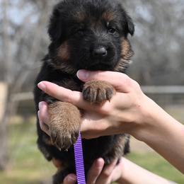 Boo - Black and red female German Shepherd puppy in Azle, Texas from Nuckols-Alsup Canines German Shepherds