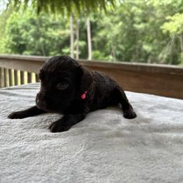 Dark Pink Collar - Chocolate female Boykin Spaniel puppy in Comer, Georgia from Weavers Kennels