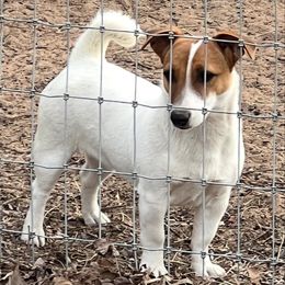 Yeti - Jack Russell Terrier