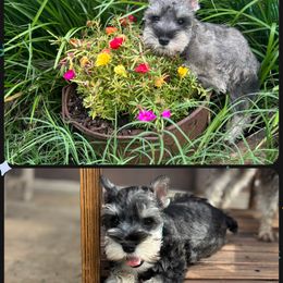 Miniature Schnauzer puppies from Hill Dog Farm