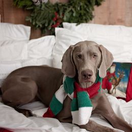 Weimaraner Puppies from Freehart's Weimaraners