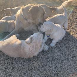 Golden Retriever Puppies from Daniel Ranch Golden Retrievers