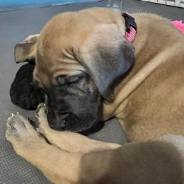Great Danes from Wil-Joi Great Danes