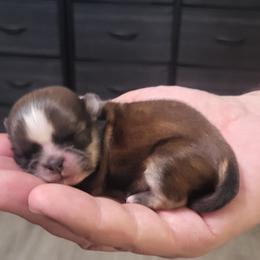 Red - Black male Shih Tzu puppy in Willard, Utah from Shih-tzu Queen