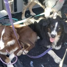 Australian Shepherds from In The Woods Aussies