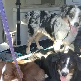 Australian Shepherds from In The Woods Aussies