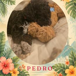 Boy 1 - Brown male Lagotto Romagnolo puppy in Salida, California from Harper's Lagotti