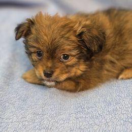 Boy 3 - Black male Mi-Ki puppy in Gobles, Michigan from My Little Puppy Paws