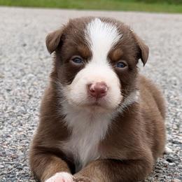 Bay AKC - Red tri-color male Australian Shepherd puppy in Polk City, Florida from Skaky Shepherds