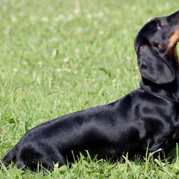 Dachshunds from Brokmor