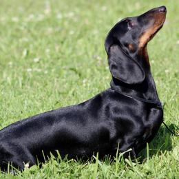 Dachshunds from Brokmor