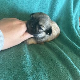 Girl 3 - Sable female Shih Tzu puppy in Carthage, Missouri from Rocking H Dogs