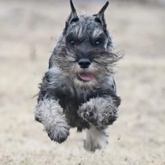 Standard Schnauzer All Grown Up from Steadfast Standard Schnauzers